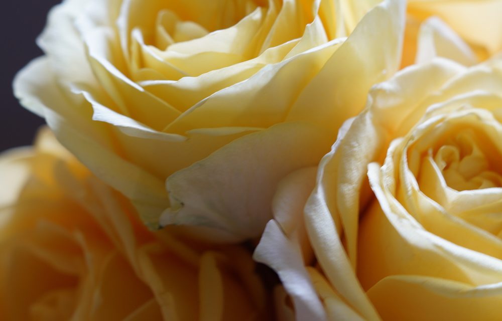 This Rose Day, we invite you to recognize someone special in your life.