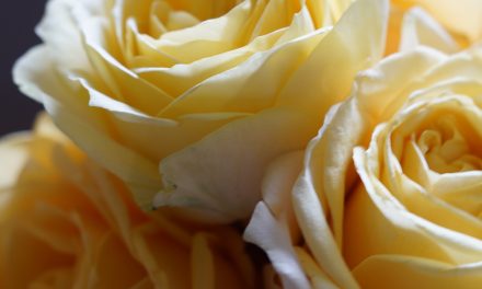 Enjoy a Yellow Rose Brunch with Cheektowaga-Lancaster