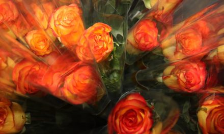 Zonta Woodstock Sells 750 Roses for IWD